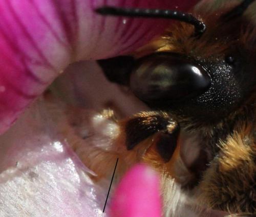 Megachile willughbiella